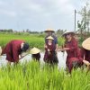 Experience the Real Vietnam Wet Rice