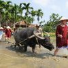 Hoi An Buffalo Cart Rural Life & Sightseeing Tour