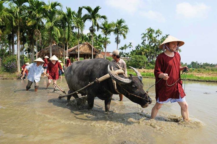 Hoi An Buffalo Cart Rural Life & Sightseeing Tour